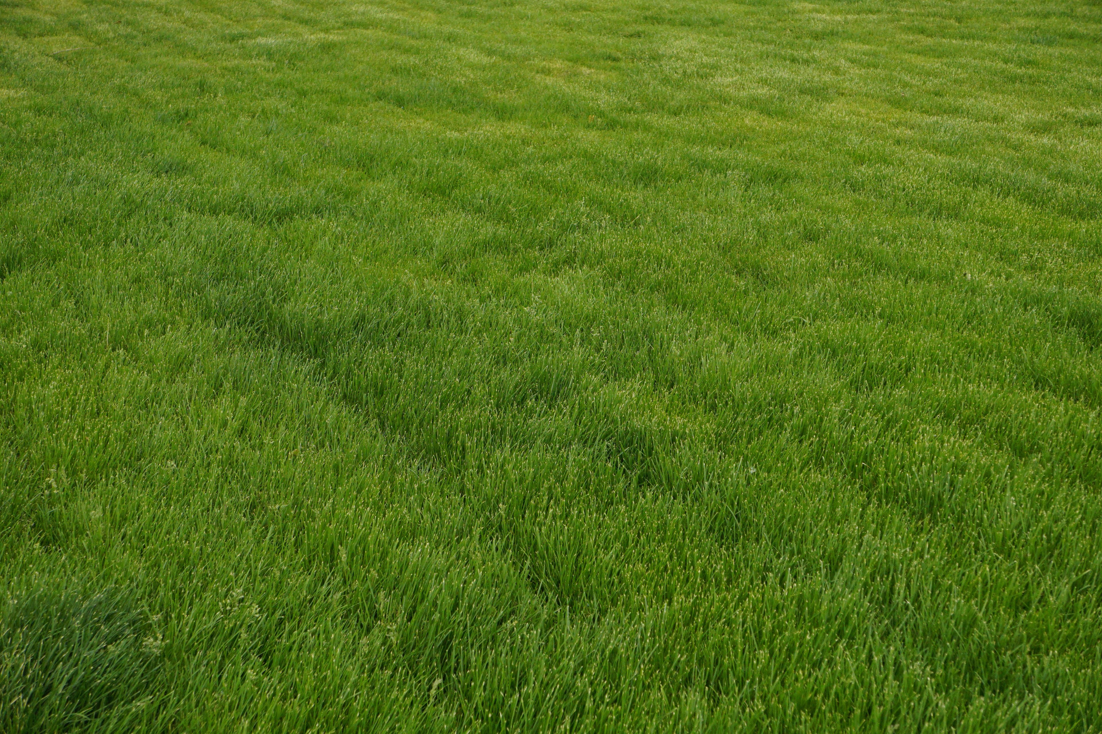 Rhodes Grass