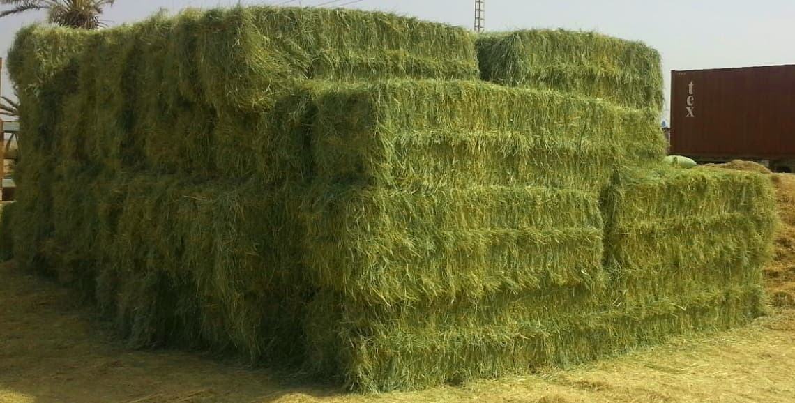 Premium Rhodes Grass Bales