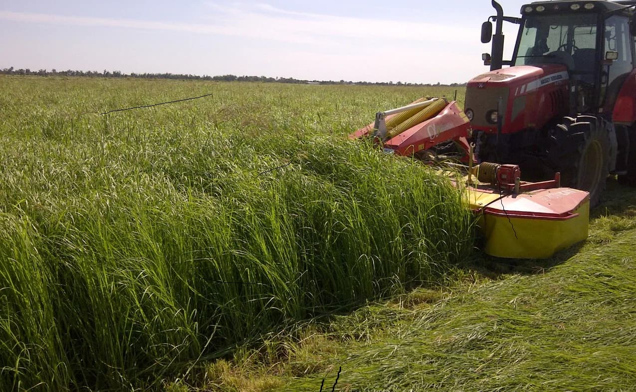Rhodes Grass ready for export